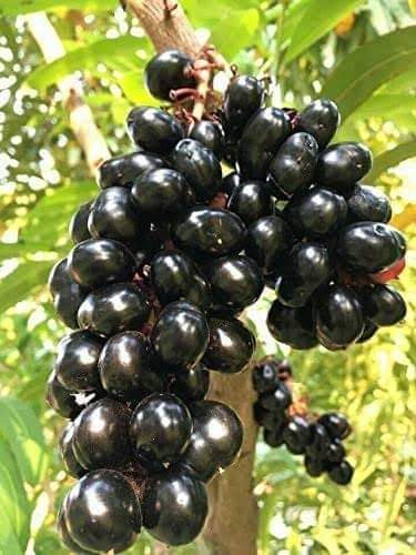 Chamaliang Exotic Fruit Plants (Lepisanthes Fruticosa)