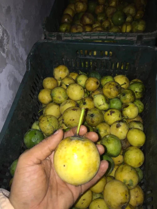 Mexican Garcinia Exotic Fruit Plants (Luc's) (Garcinia mexicana)