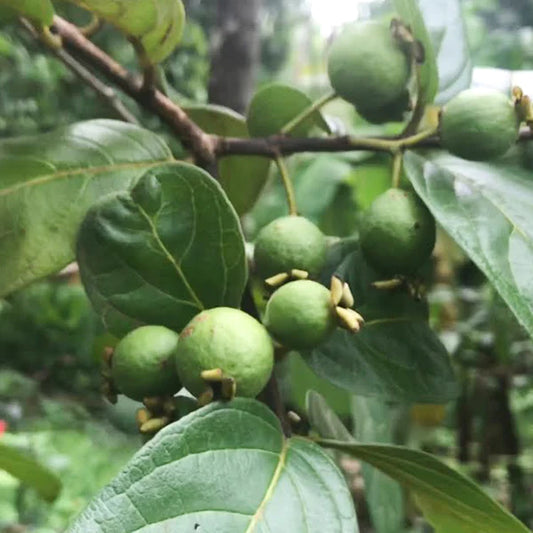 Grape guava Exotic Fruit Plants