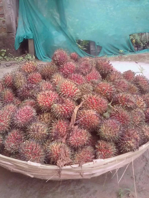 Tadal Exotic Fruit Plants (Nephelium ramboutan-ake)