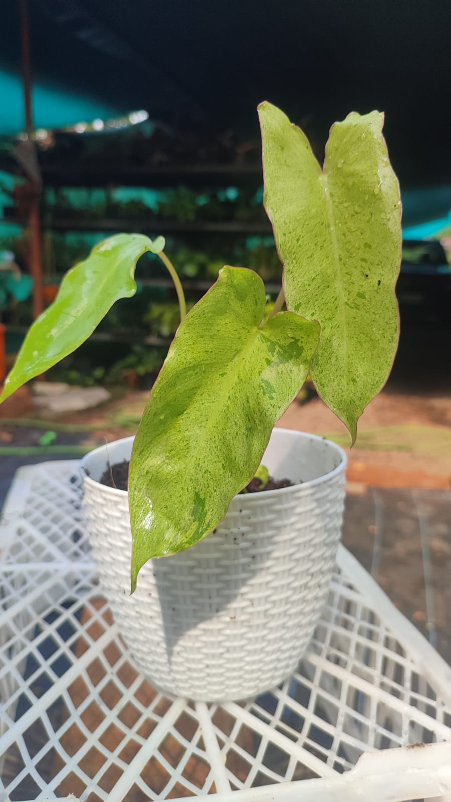 Philodendron Paraiso Verde 'Medium'