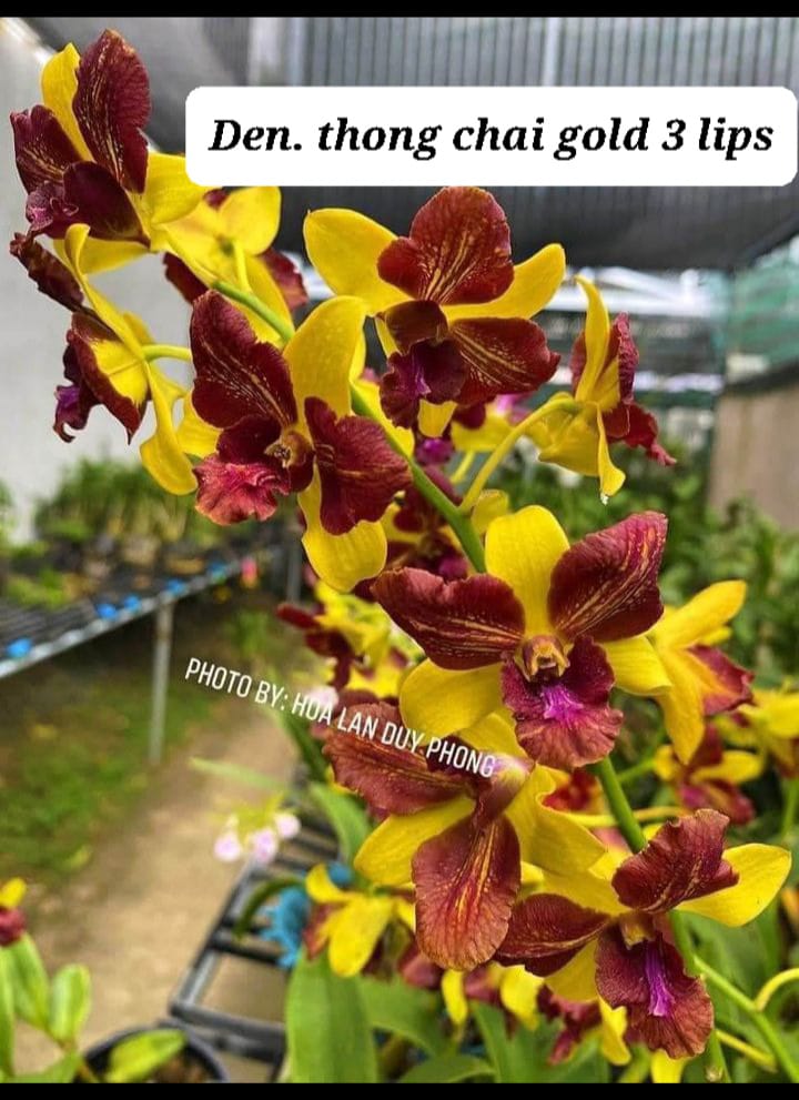 Dendrobium Thong Chai Gold Three Lips