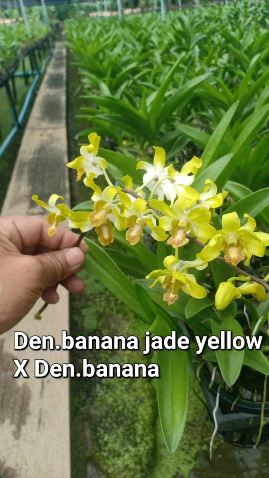 Dendrobium Banana Jade Yellow X Dendrobium Banana