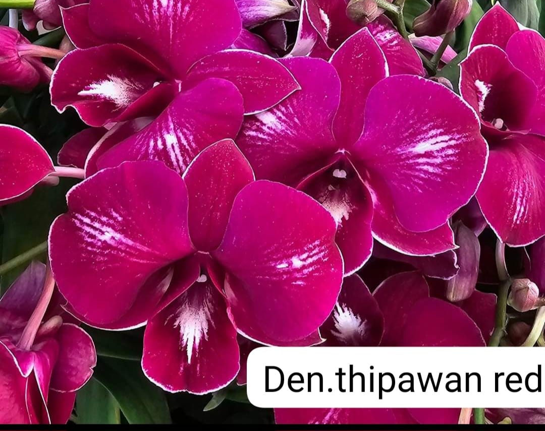 Dendrobium Thipawan Red
