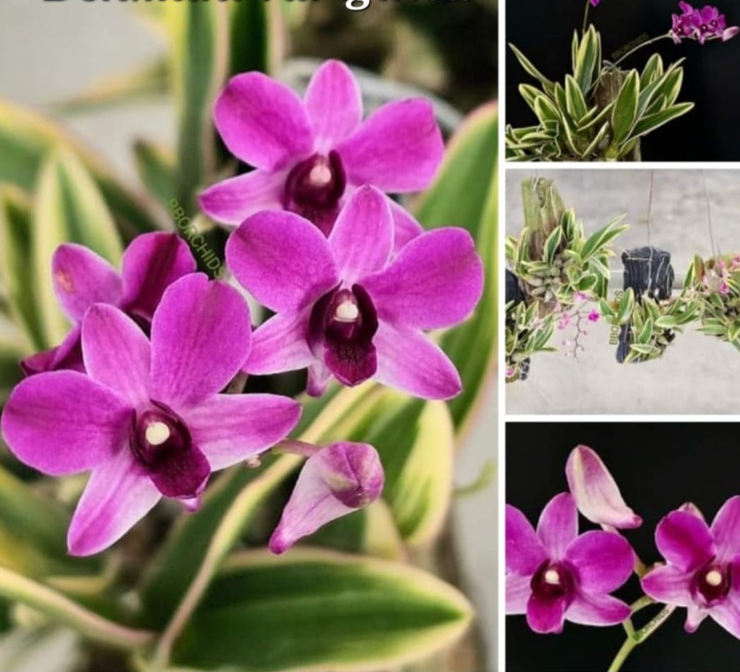 Dendrobium Mini Varigated