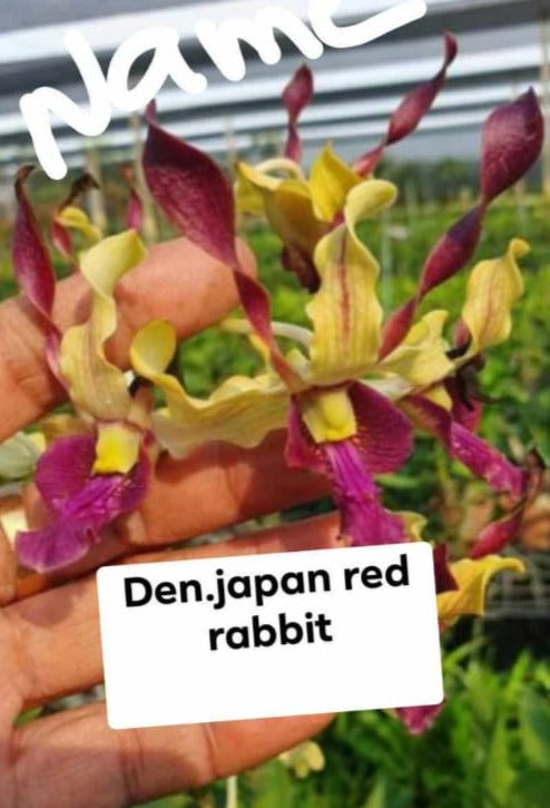 Dendrobium Japan Red Rabbit