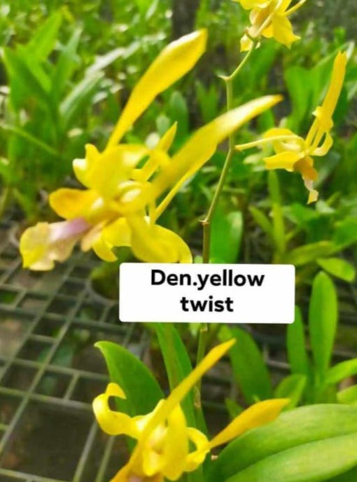 Dendrobium Yellow Twist