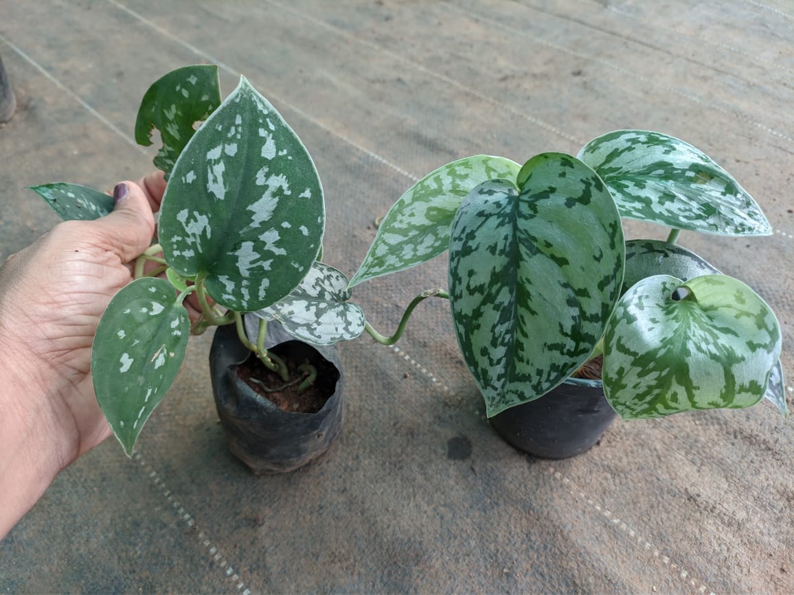 COMBO - Scindapsus Silver Lady & Argyraeus