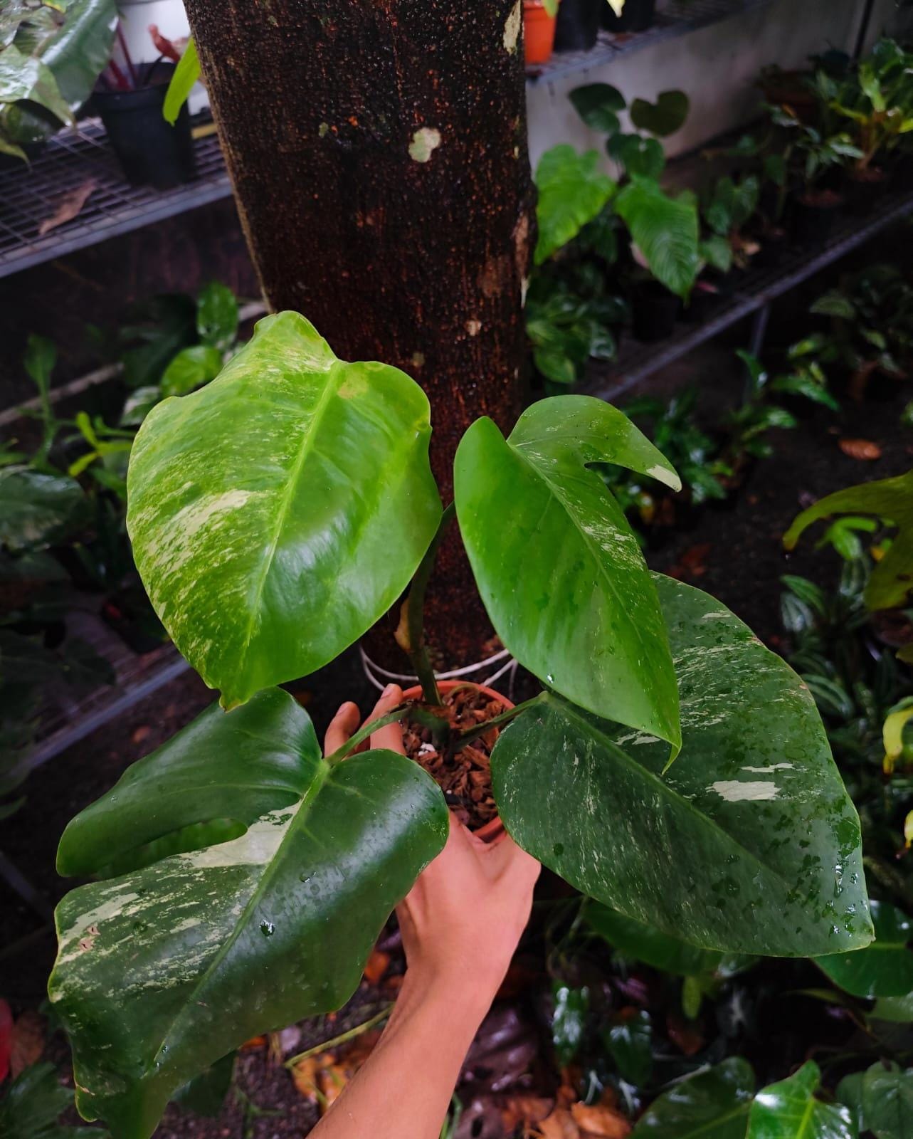 Monstera Albo Variegated