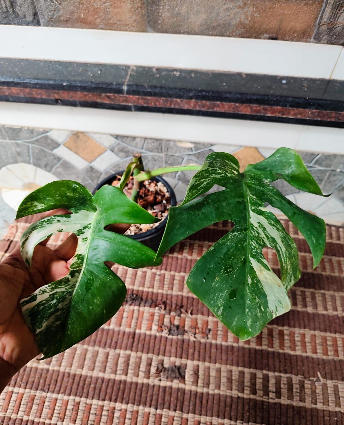 Monstera Albo Variegated