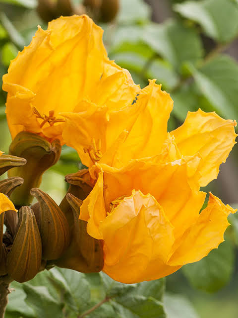 Yellow Africa Tulips / Spathodea Campanulata Yellow (grafted)