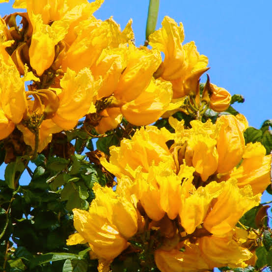 Yellow Africa Tulips / Spathodea Campanulata Yellow (grafted)