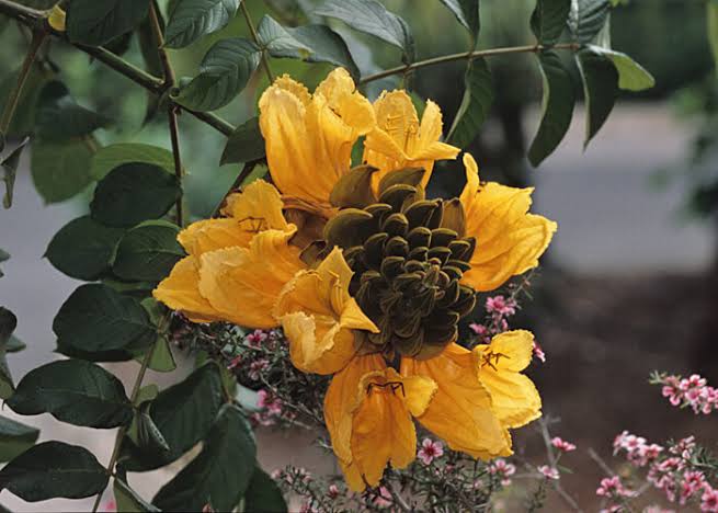 Yellow Africa Tulips / Spathodea Campanulata Yellow (grafted)