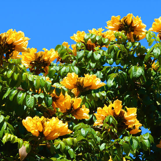 Yellow Africa Tulips / Spathodea Campanulata Yellow (grafted)