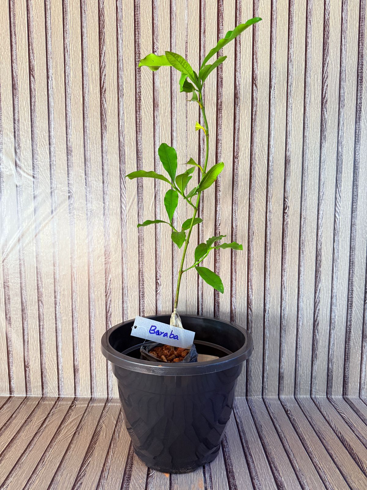 Beraba (Muntingia calabura)