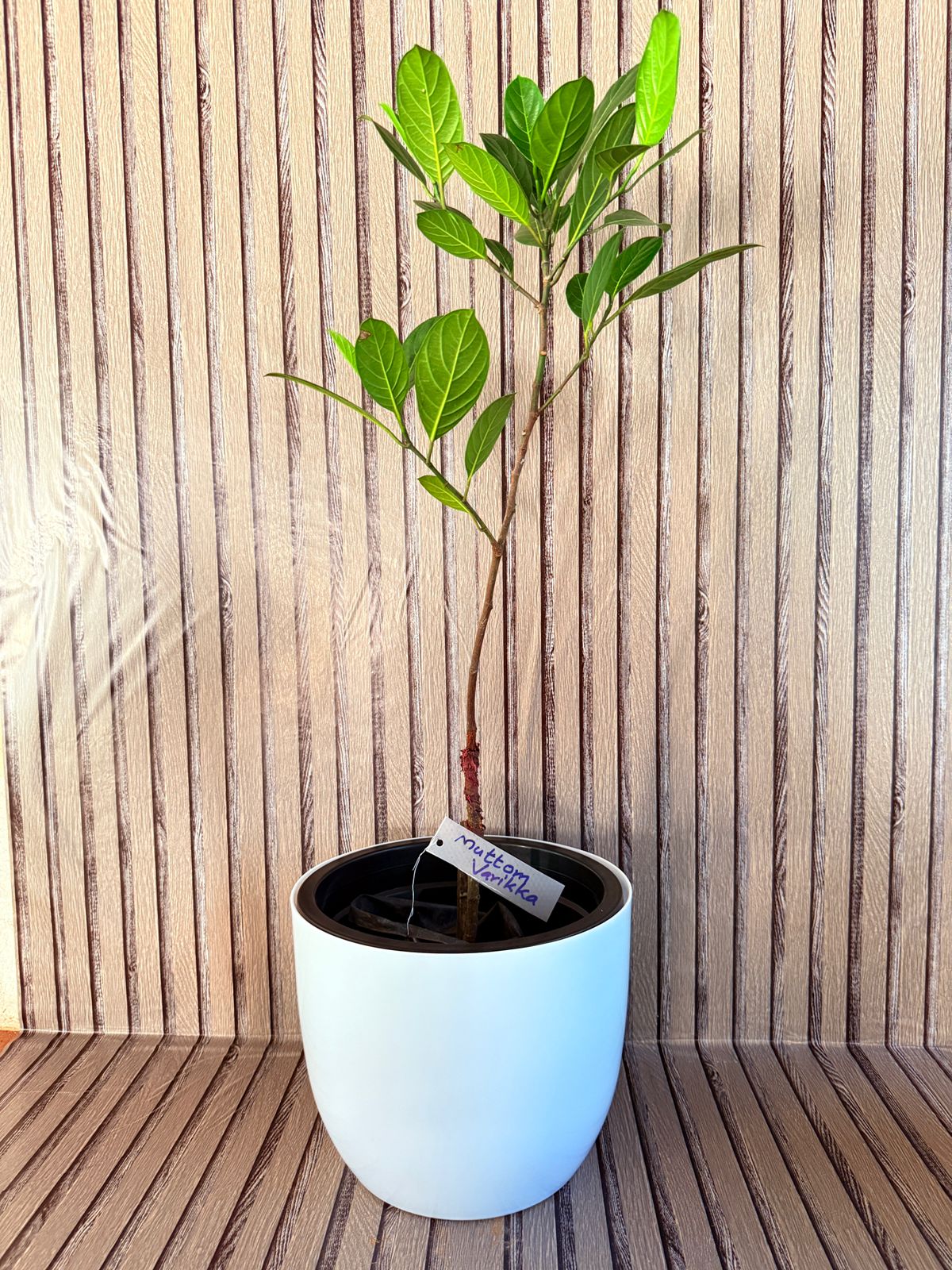 Jackfruit Plant (Muttom Varikka)