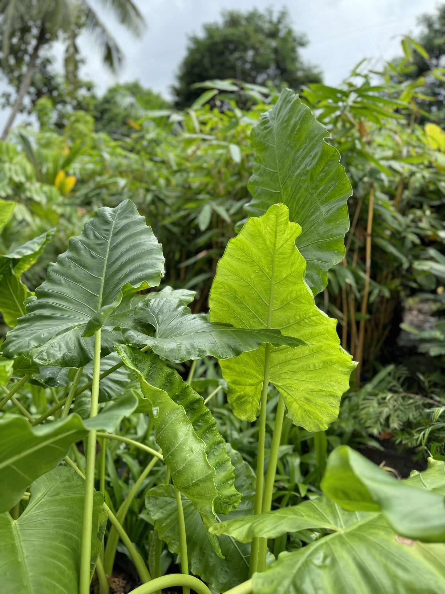 Colocasia gigantea 'Thailand Giant' 4ft Plant