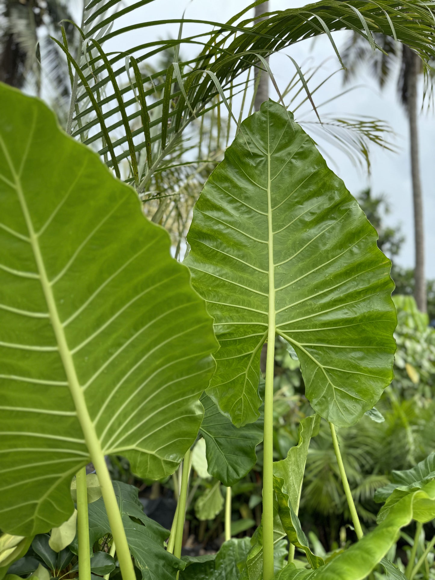 Colocasia gigantea 'Thailand Giant' 4ft Plant