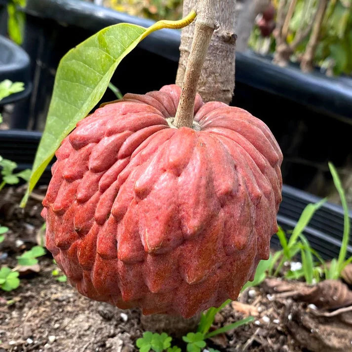 Red Gefner Atemoya Exotic Fruit Plants