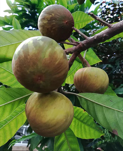 Ross Sapote Exotic Fruit Plants (Pouteria SP)