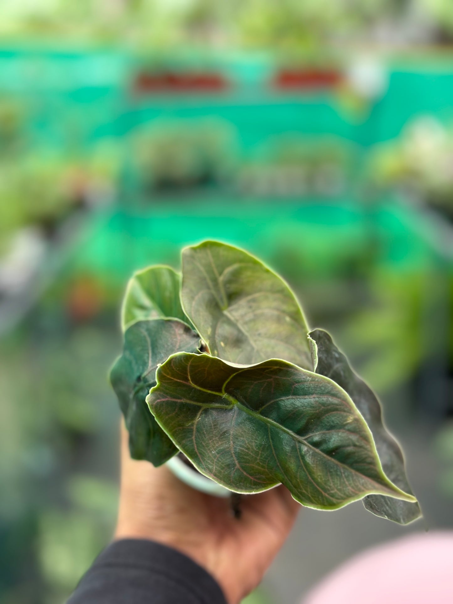 Alocasia Azlanii Tuber 'Juvenile'