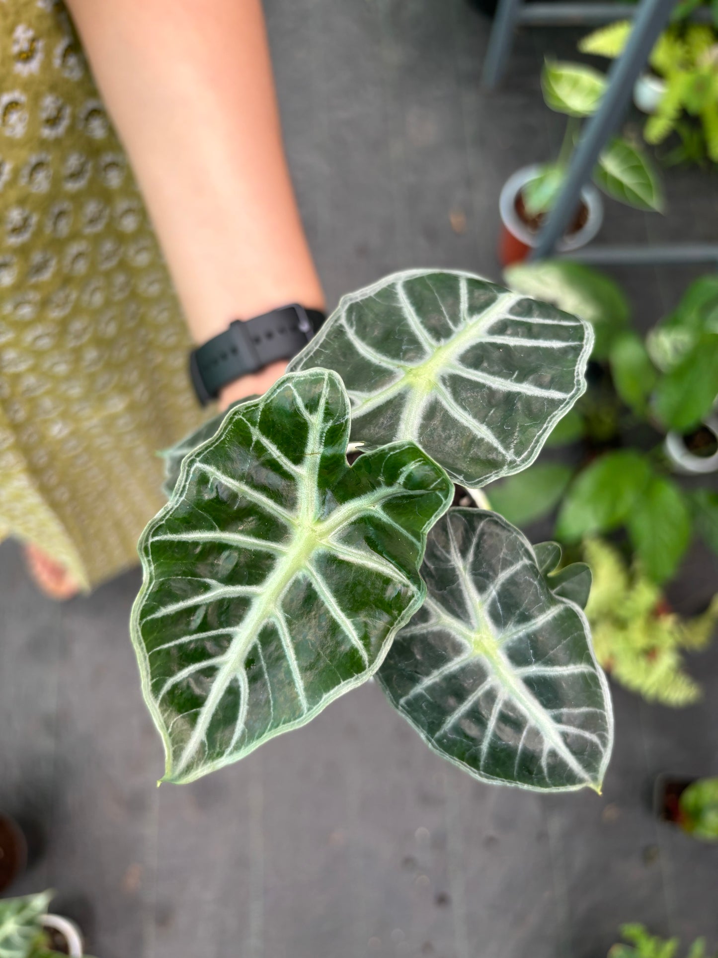 Alocasia Parasol