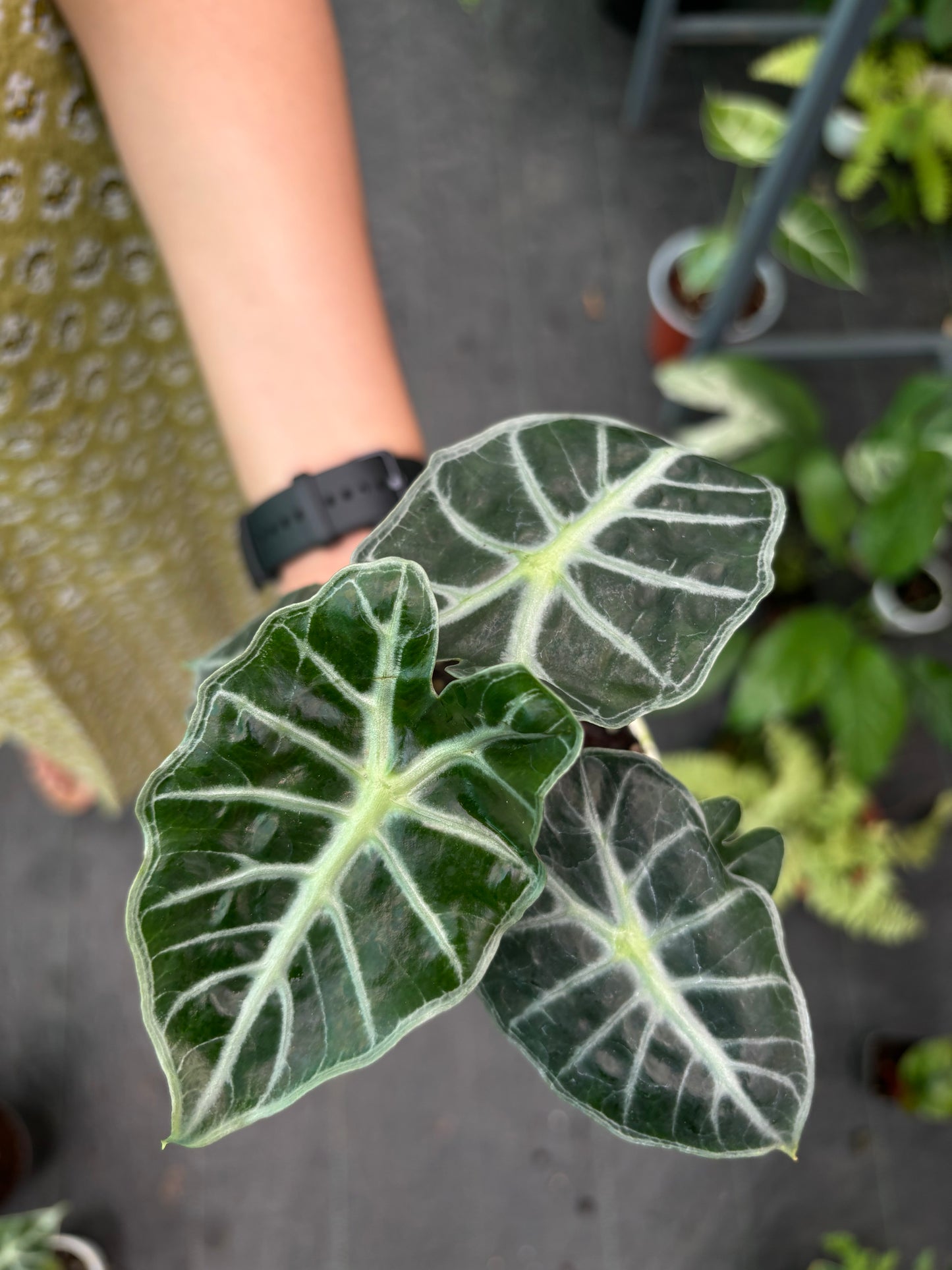 Alocasia Parasol