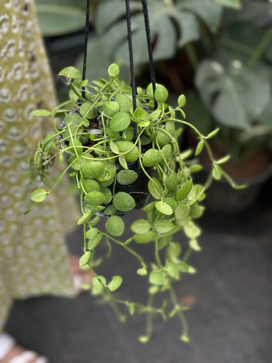 Dischidia Imbricata ( Kidney Plant )