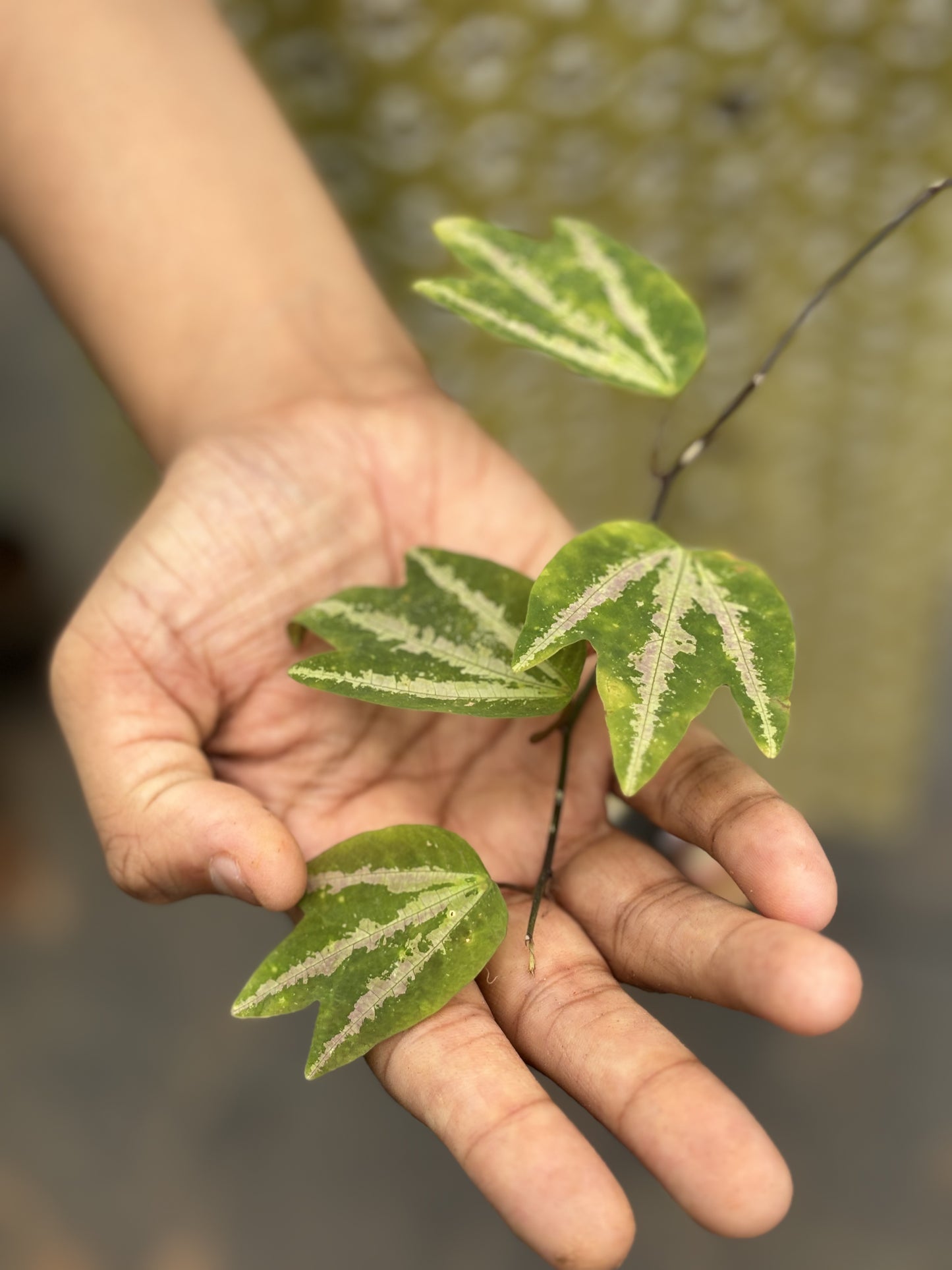 Duck Feet / Passiflora Trifasciata