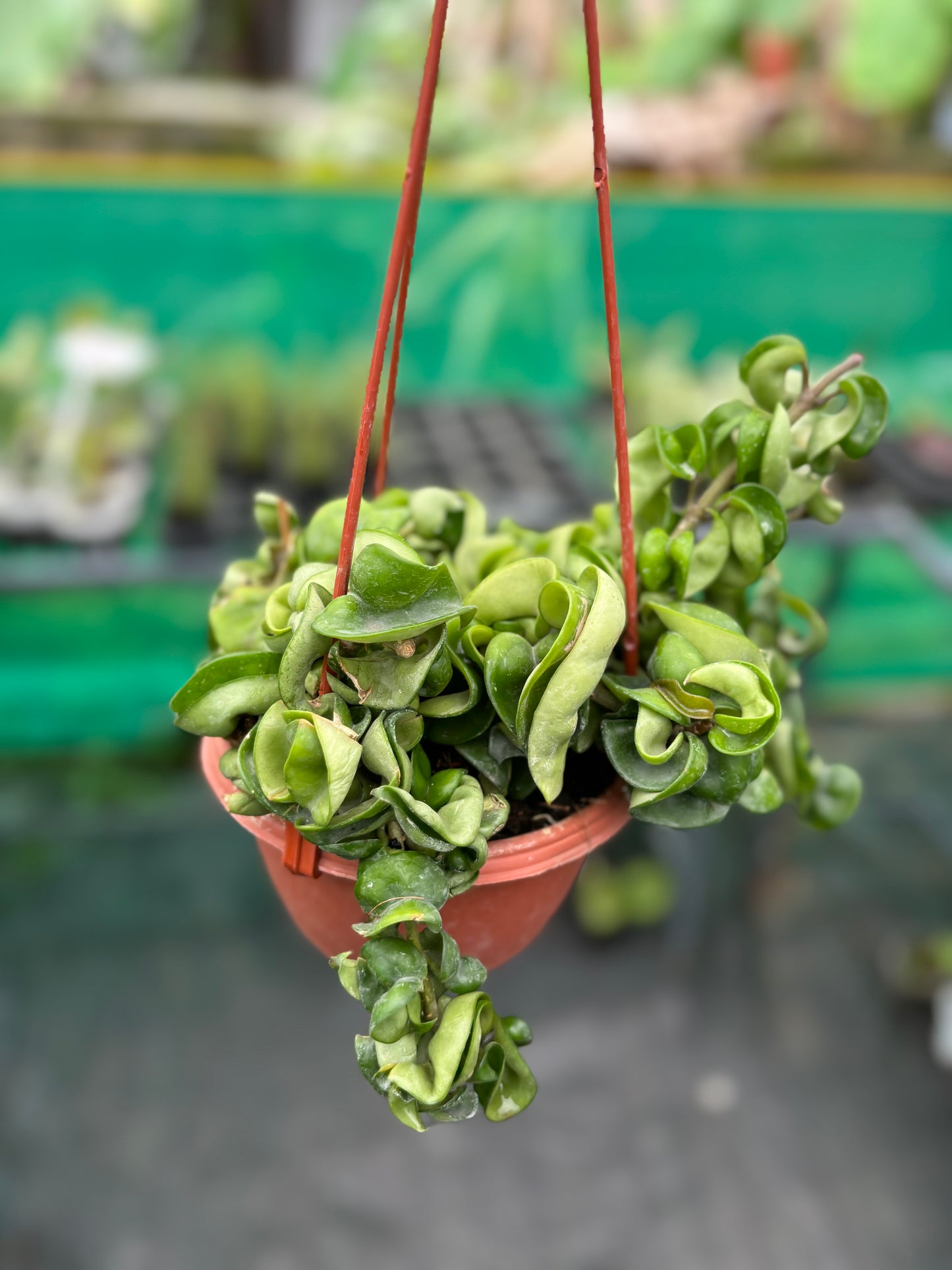 Hoya Hindu Rope