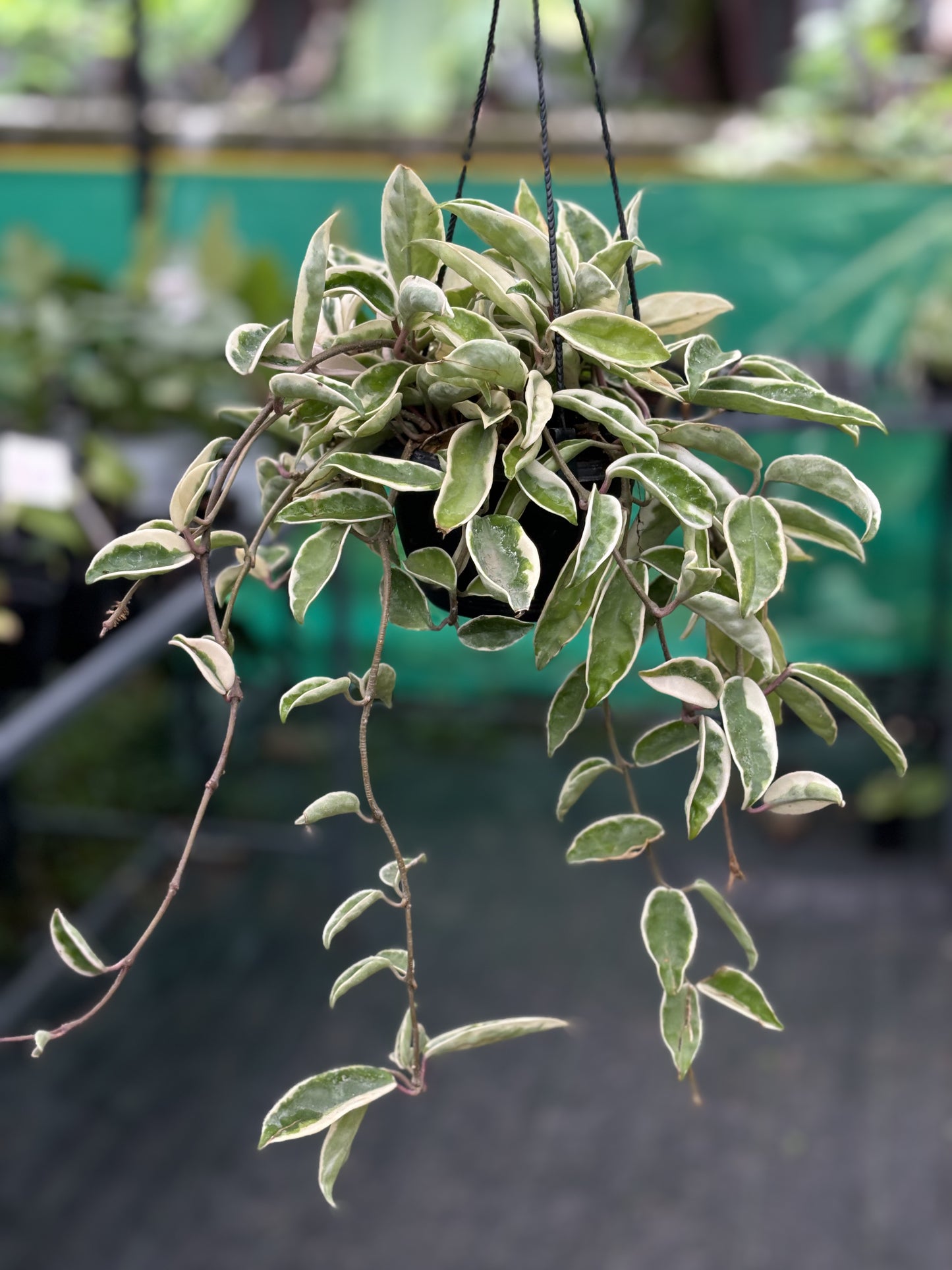 Hoya Carnosa ‘Krimson Queen’ Bushy