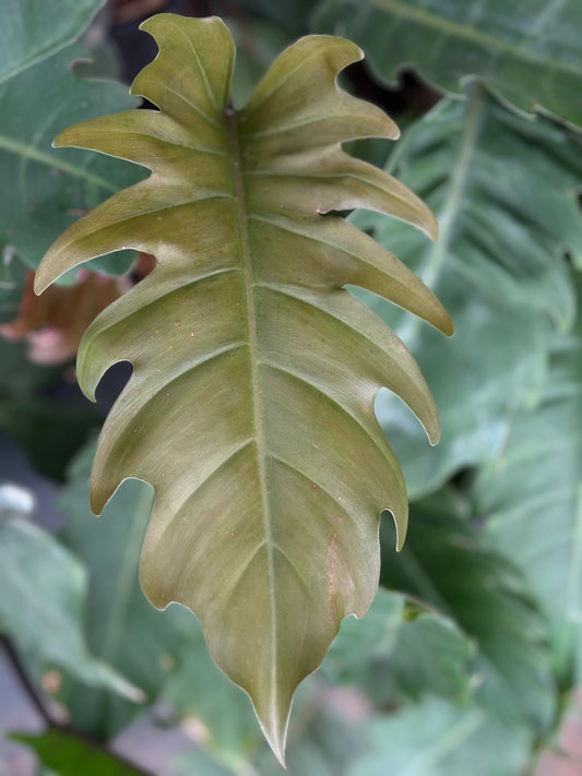 Philodendron Caramel Pluto