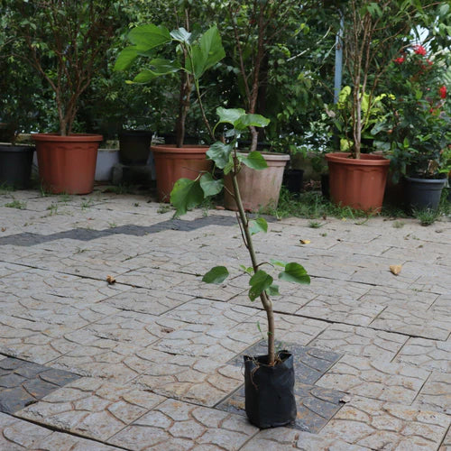 Long Mulberry Exotic Fruit Plants (Morus Alba)