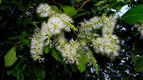 Guama Ice Cream Bean (Inga laurina) Exotic Fruit Plant