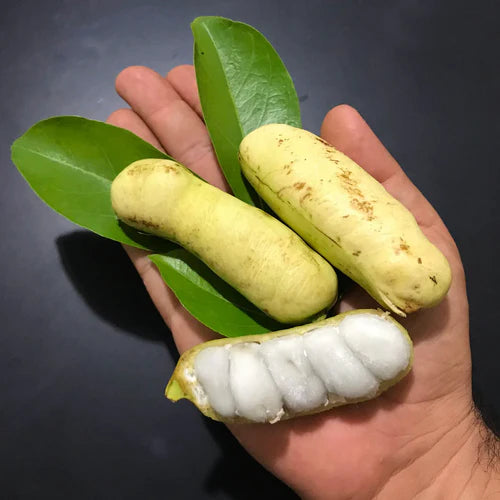 Guama Ice Cream Bean (Inga laurina) Exotic Fruit Plant