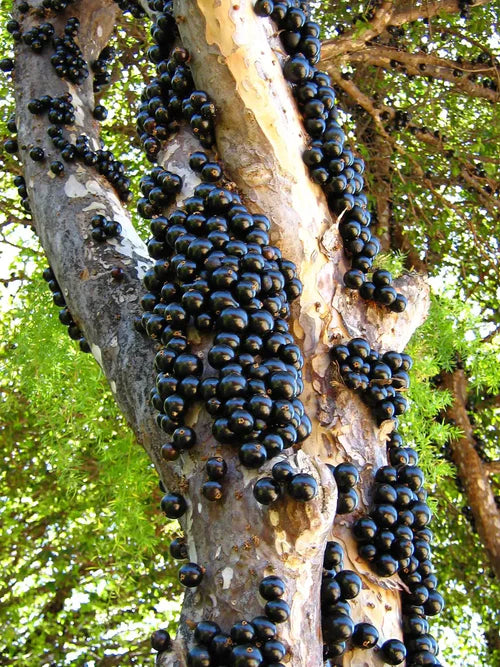 Jaboticaba Sabara Exotic Fruit Plant (Plinia Cauliflora)