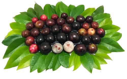 Jaboticaba Precoce Exotic Fruit Plants