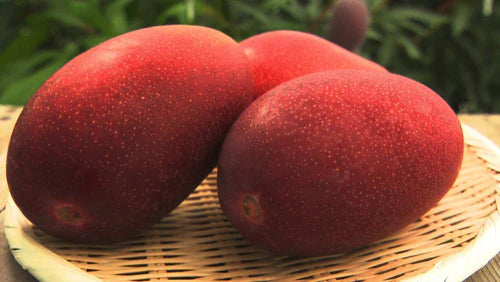 Miyazaki Mango Exotic Fruit Plants Grafted