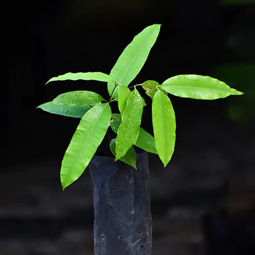 Kubal Exotic Fruit Plants (Willughbeia sarawacensis )