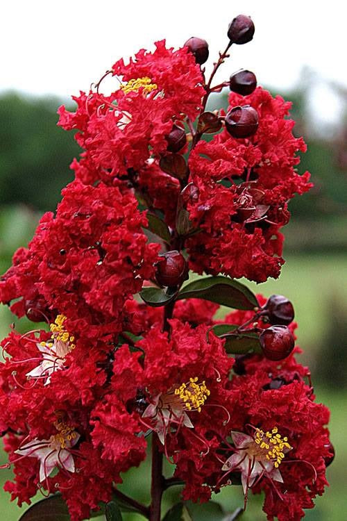 Lagerstroemia Red