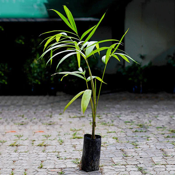 Acai Berry Exotic Fruit Plants (Euterpe Oleracea)