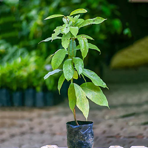 Kola Nut Exotic Fruit Plants (Cola Acuminata)