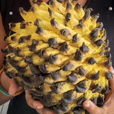 Rollinia Exotic Fruit Plants (Rollinia Deliciosa)