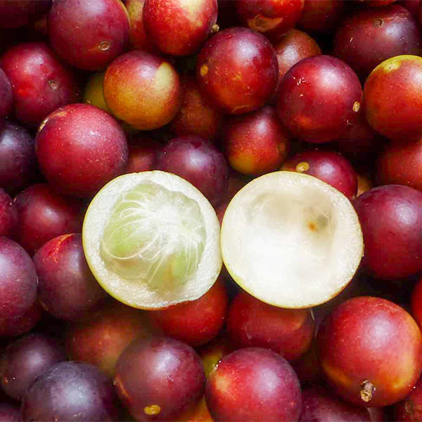 Camu Camu Exotic Fruit Plants (Myrciaria Dubia)