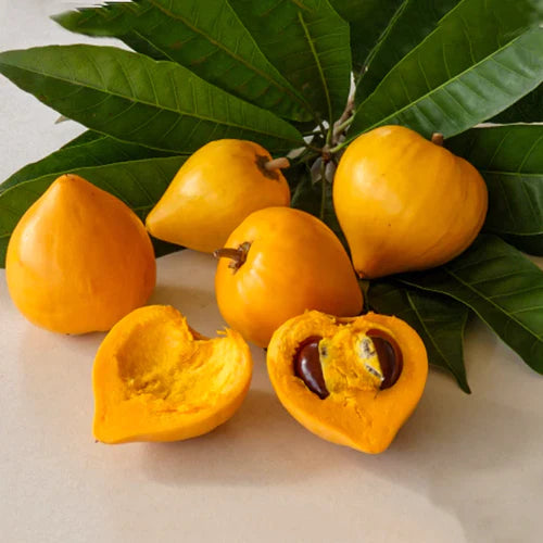 Egg Exotic Fruit Plants (Pouteria Campechiana)