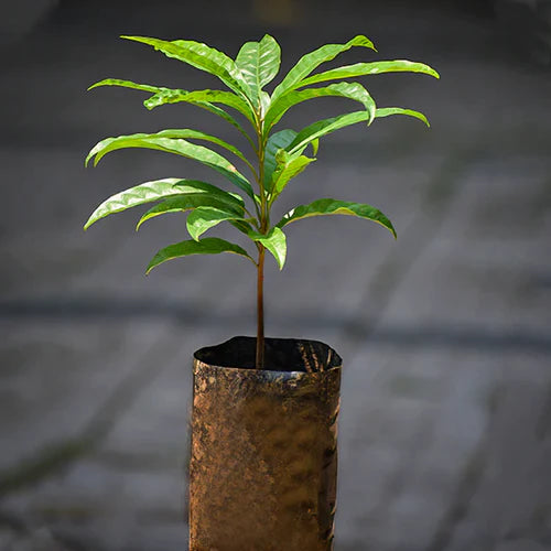 Egg Exotic Fruit Plants (Pouteria Campechiana)