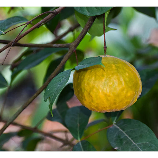 Araza Boi Exotic Fruit (Eugenia Stipitata)