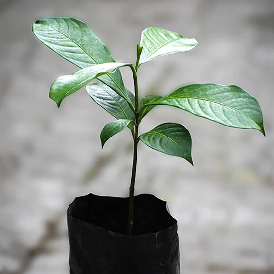 Bitter Kola Exotic Fruit Plants (Garcinia Kola)