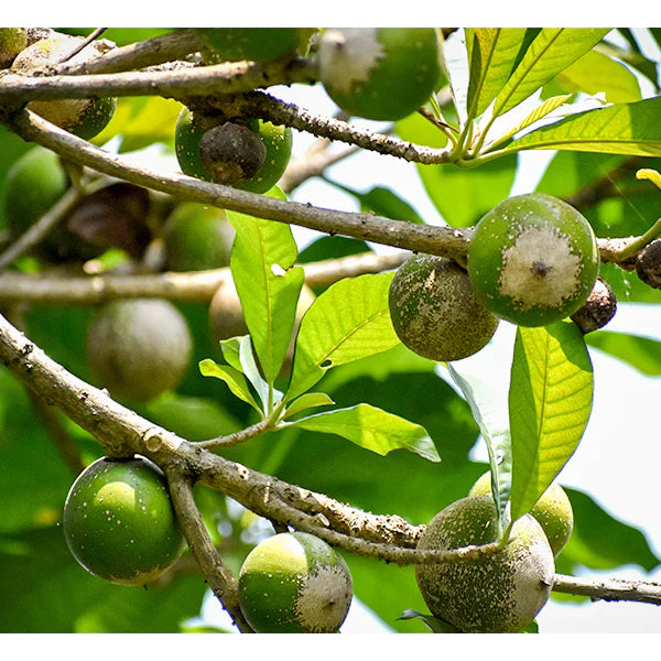 Green sapote Exotic Fruit Plants (Pouteria Viridis)