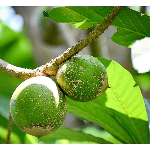 Green sapote Exotic Fruit Plants (Pouteria Viridis)
